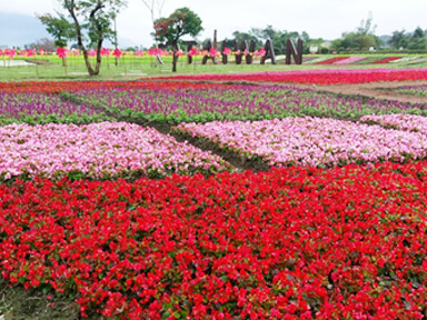 境籟迴嵐民宿花蓮瑞穗景點大農大富森林園區